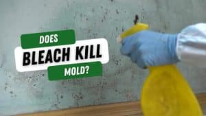Blog banner with title Does Bleach Kill Mold?