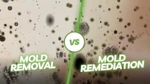 mold removal vs. mold-remediation